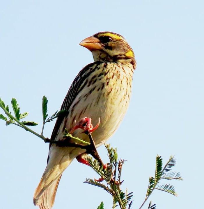 Streaked weaver Bird